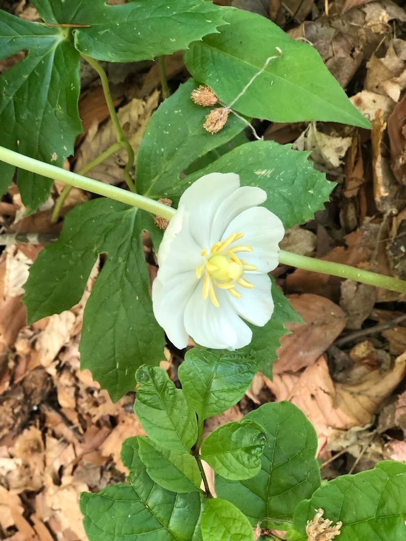 Wildflowers and Understory Plants Worth Noticing Wildflowers and Understory Plants Worth Noticing