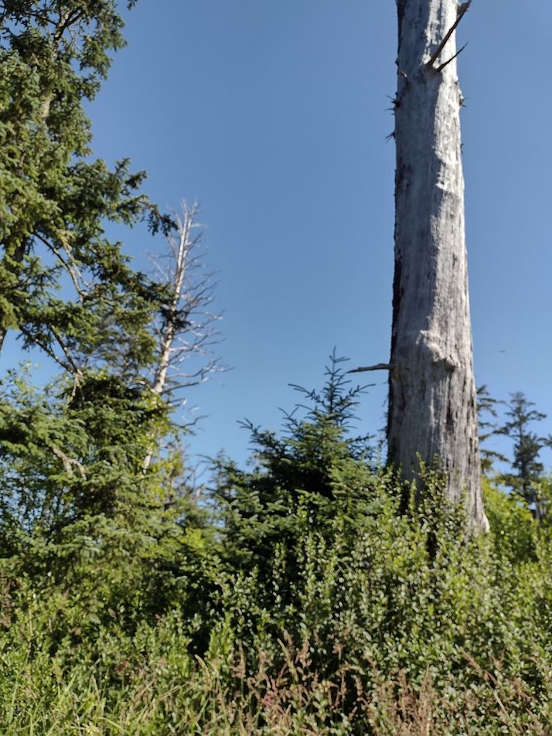 Wildlife Along the Trail: More Than Just Trees