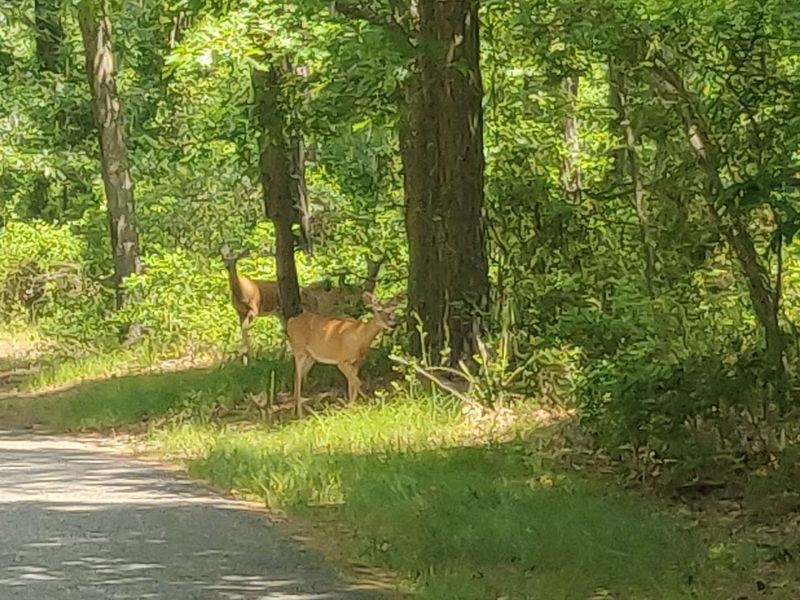 Wildlife Along the Way: Deer, Snakes, and Painted Rocks