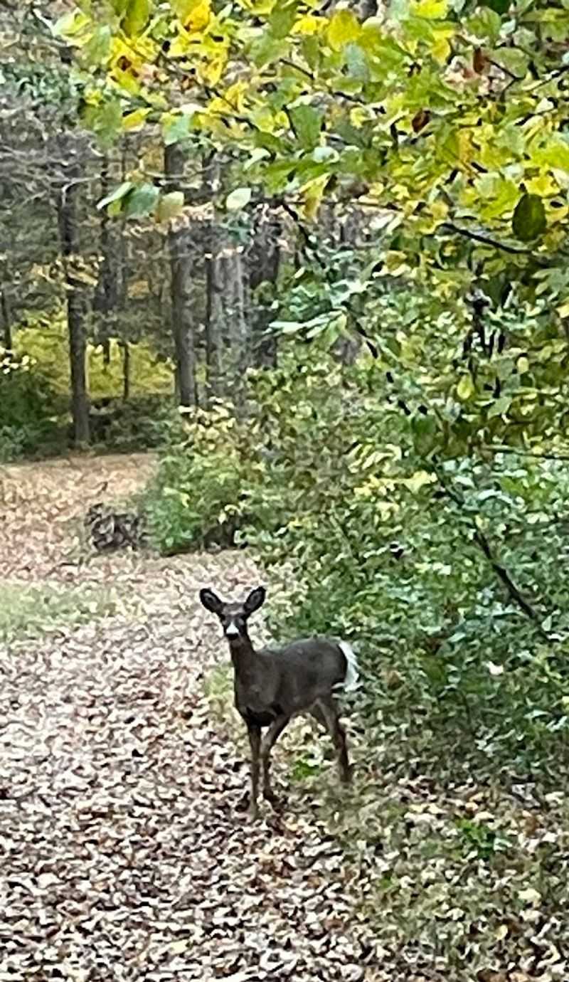 Wildlife Along the Way