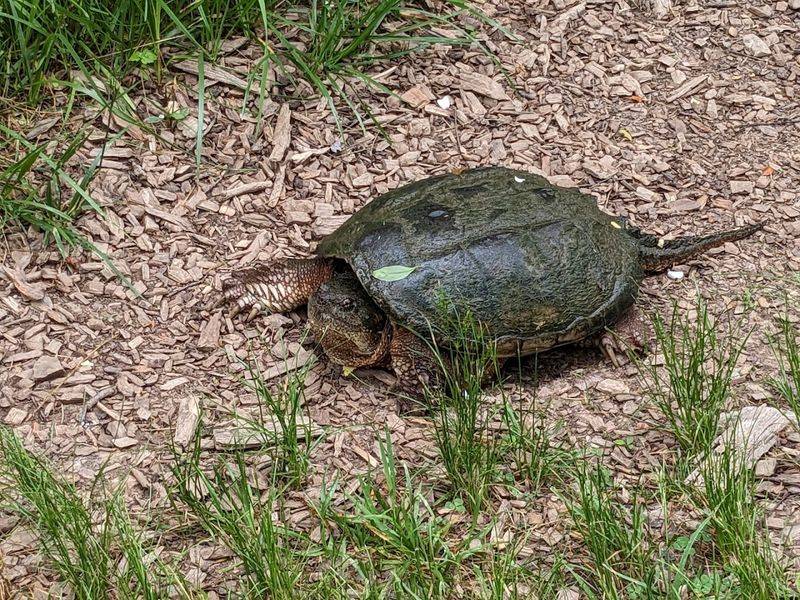 Wildlife Beyond the Birds: What Else Lives Here Wildlife Beyond the Birds: What Else Lives Here
