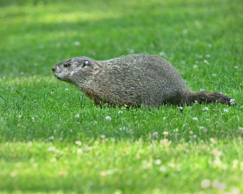 Wildlife Beyond the Birds