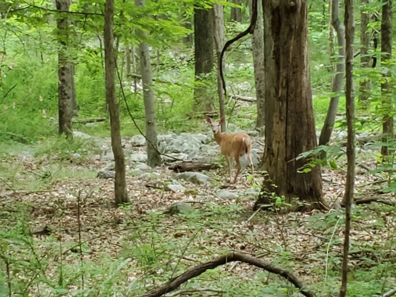 Wildlife Beyond the Hawks: Bears, Deers, Bats, and More