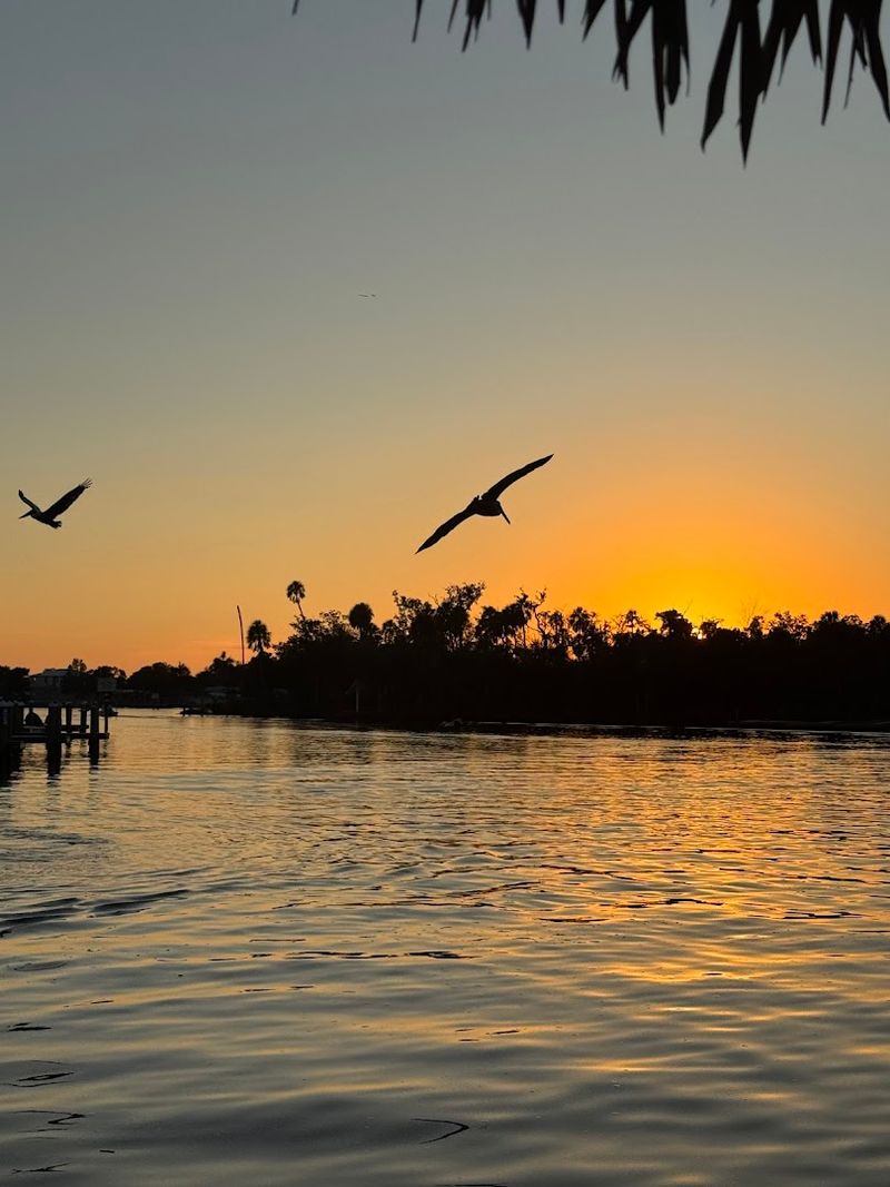 Wildlife Beyond the Manatees: A River Full of Surprises