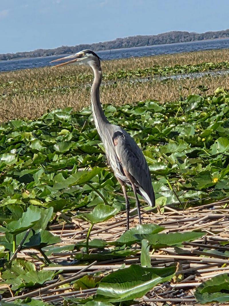 Wildlife Conservation Context That Adds Real Depth