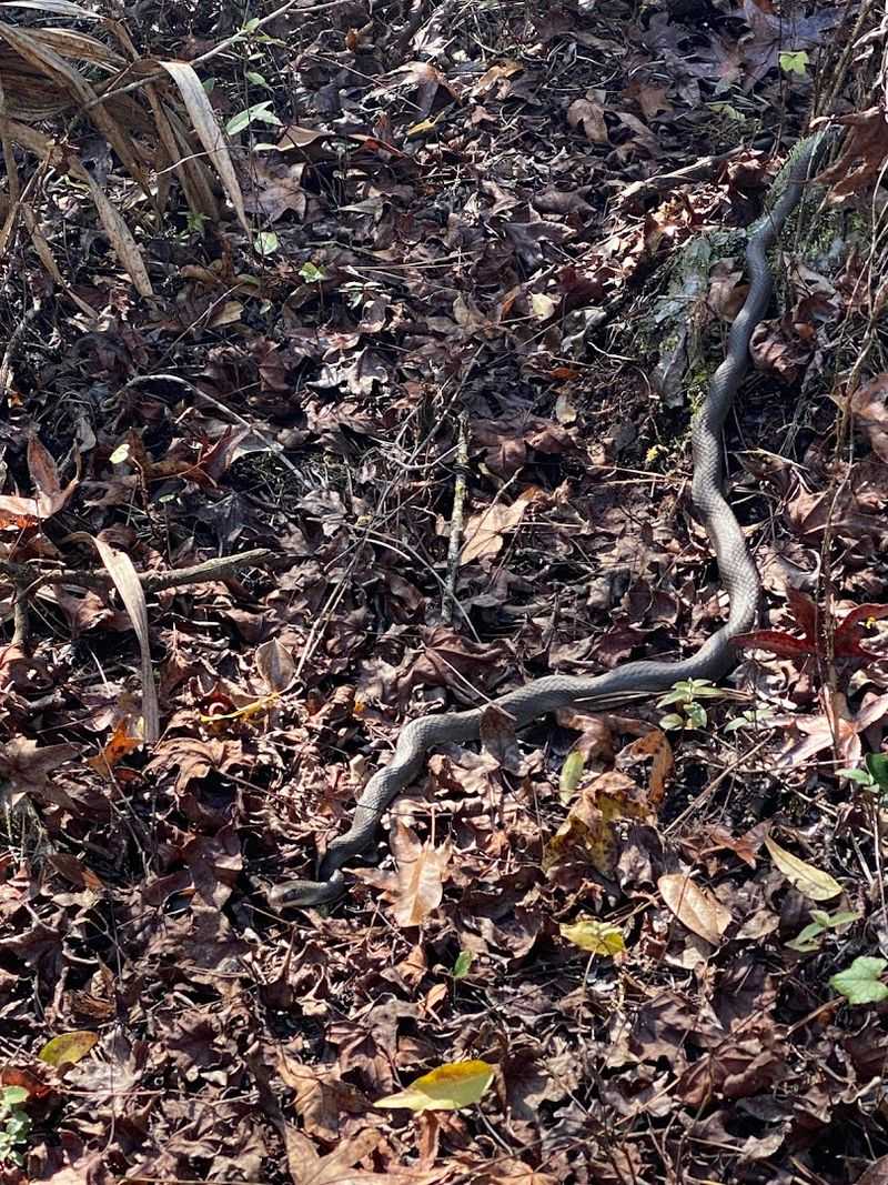 Wildlife Encounters Along the Way
