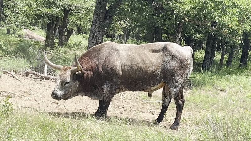 Wildlife Encounters: Longhorns, Deer, and More Wildlife Encounters: Longhorns, Deer, and More