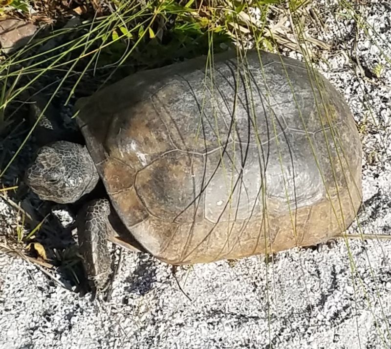 Wildlife Encounters That Will Genuinely Surprise You