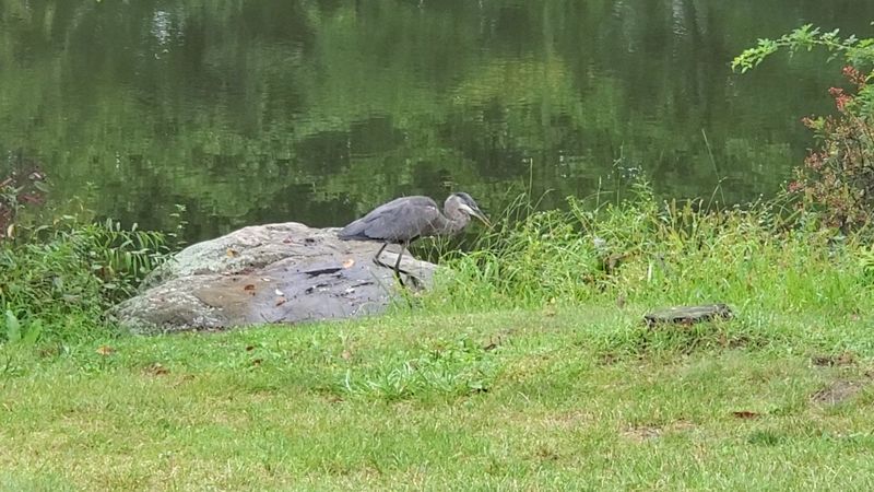 Wildlife Encounters: Watch Where You Step Wildlife Encounters: Watch Where You Step