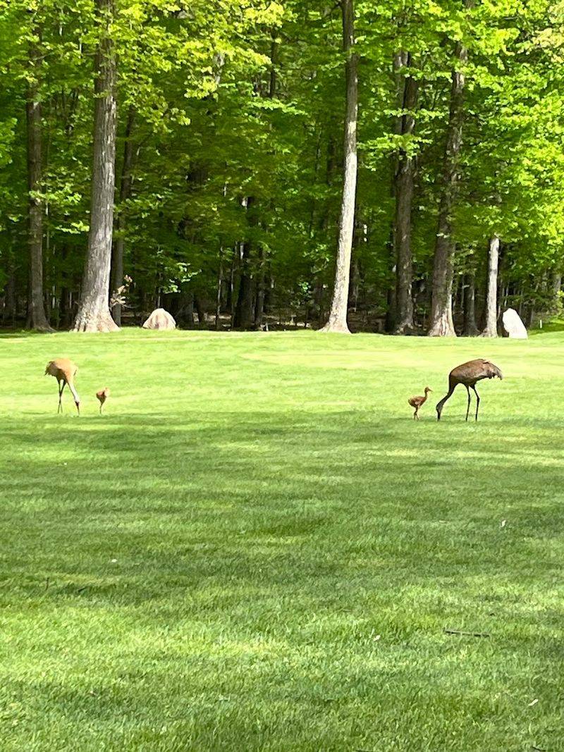Wildlife, Nature Programs, and the Famous Bird Feeding Experience