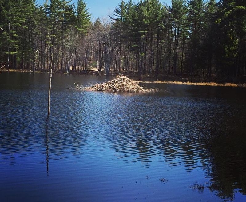 Wildlife Ponds and the Creatures That Call Them Home Wildlife Ponds and the Creatures That Call Them Home
