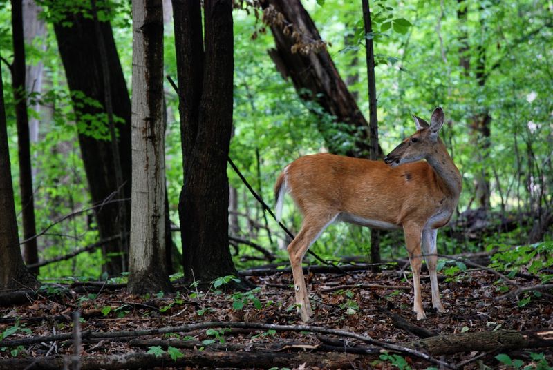 Wildlife Sightings That Happen Without Any Planning Wildlife Sightings That Happen Without Any Planning