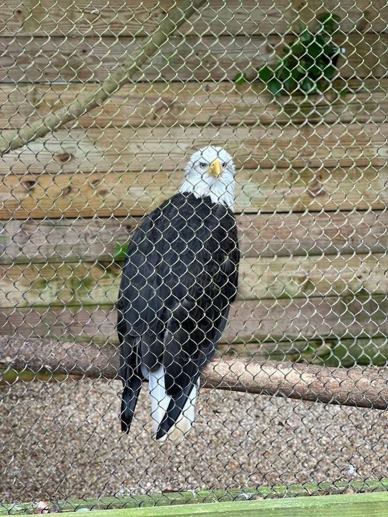 Wildlife Spotting Beyond the Animal Forest