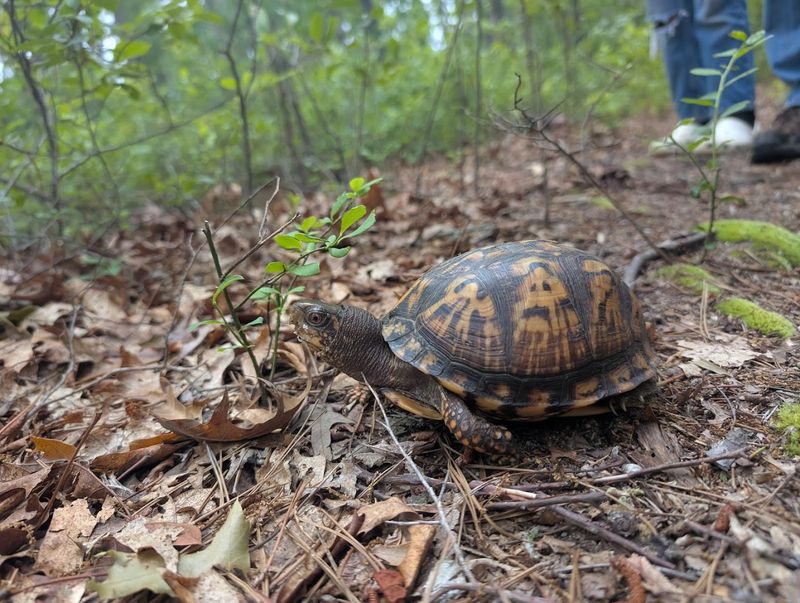 Wildlife That Actually Shows Up