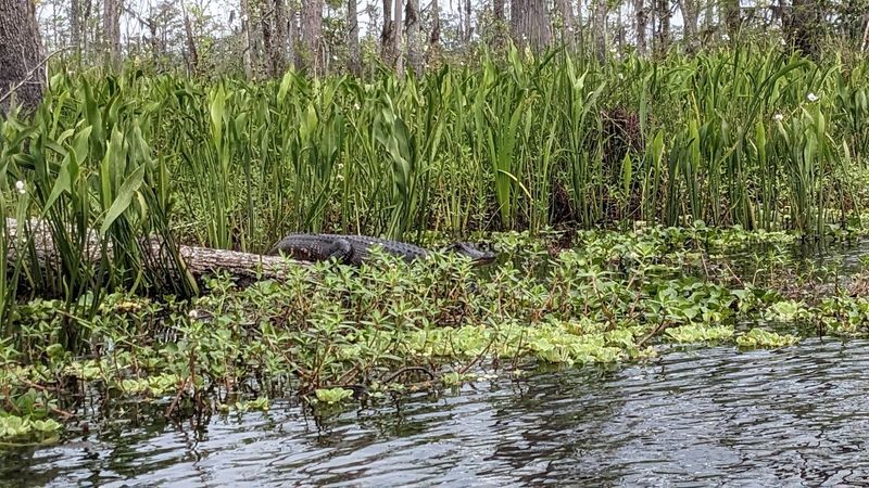 Wildlife That Reminds You Where You Are