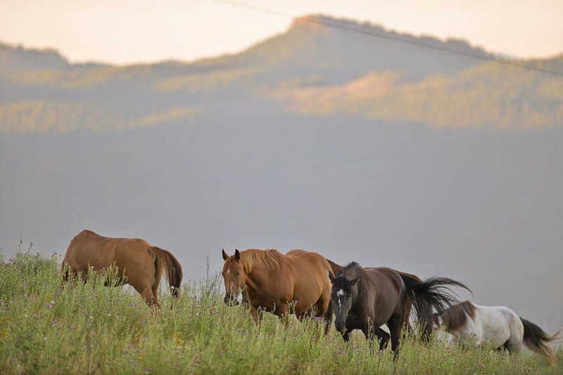 Wildlife That Shares the Property