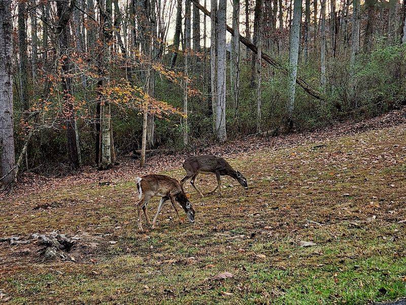 Wildlife That Shows Up Without Any Encouragement Wildlife That Shows Up Without Any Encouragement