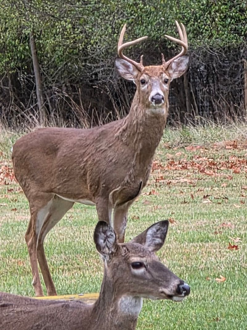 Wildlife That Shows Up Without an Invitation