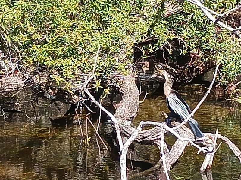 Wildlife Watching Beyond the River