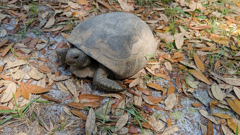 Wildlife Watching Opportunities That Will Genuinely Surprise You Wildlife Watching Opportunities That Will Genuinely Surprise You
