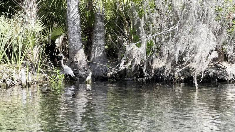 Wildlife You Did Not Expect to See