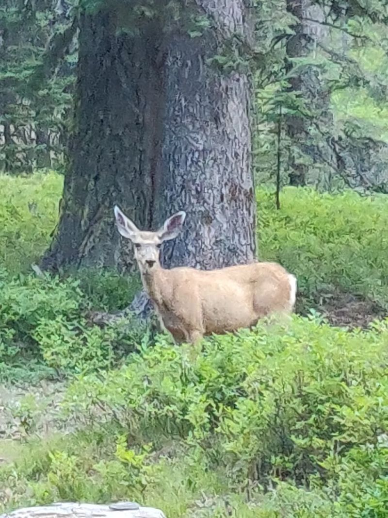 Wildlife You Might Actually See