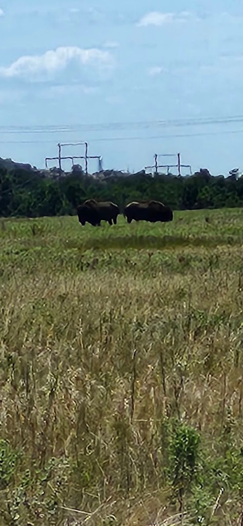 Wildlife You Might Encounter