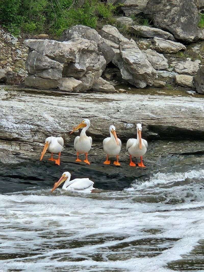 Wildlife You Might Spot Along the Way Wildlife You Might Spot Along the Way