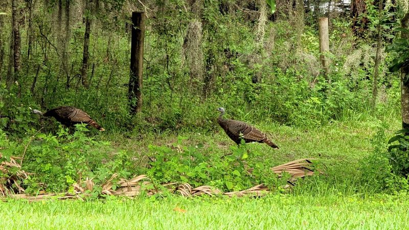Wildlife You Might Spot Along the Way