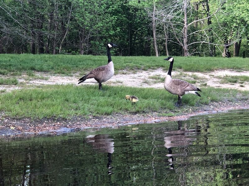 Wildlife and Natural Character of the Park