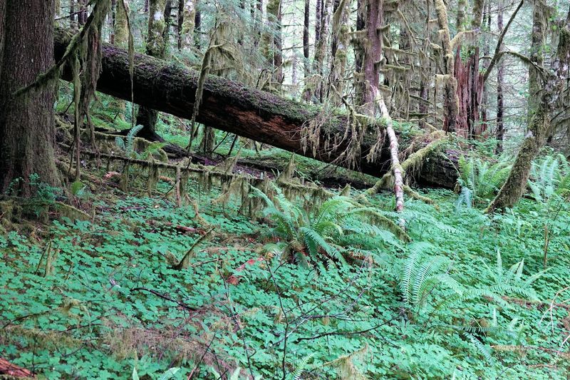 Wildlife and Natural Wonders Along the Trail