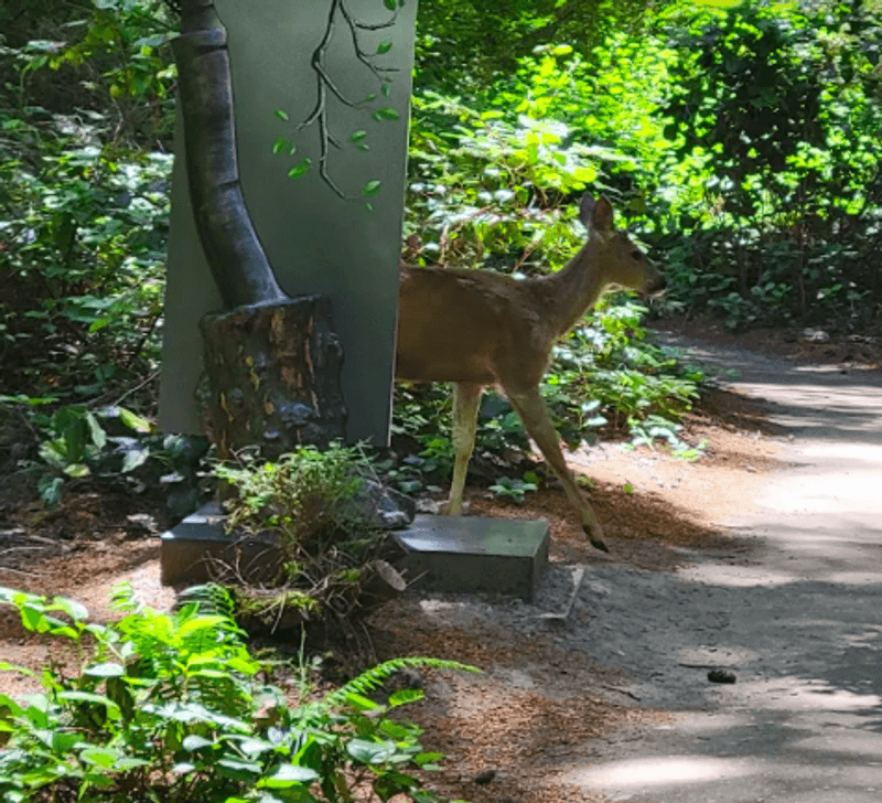 Wildlife and Nature Along the Path Wildlife and Nature Along the Path