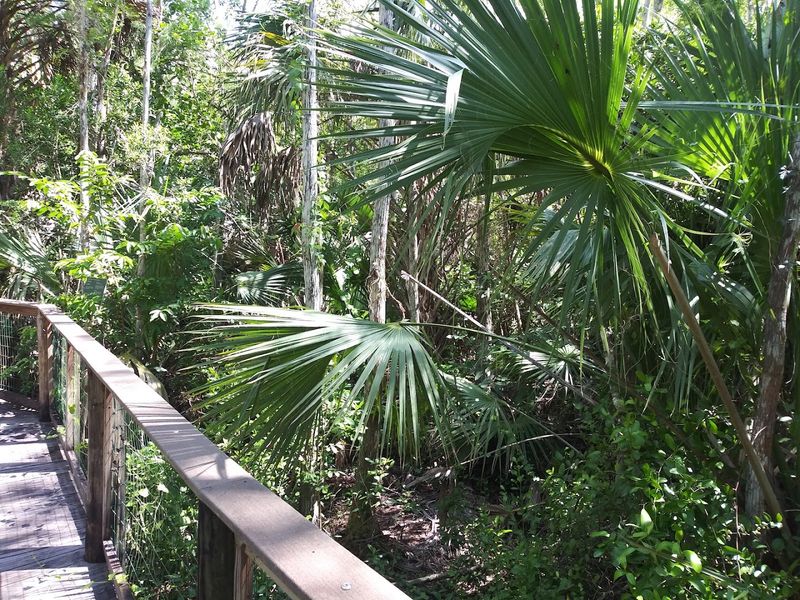 Wildlife and Plant Life Along the Boardwalk