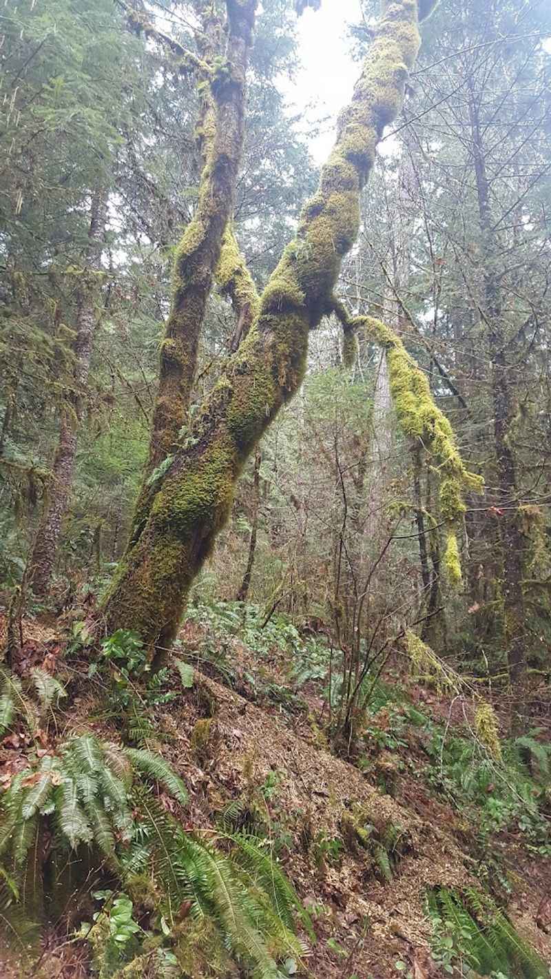 Wildlife and What the Forest Quietly Offers