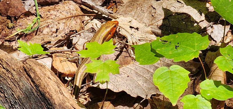 Wildlife and the Living Forest Around You