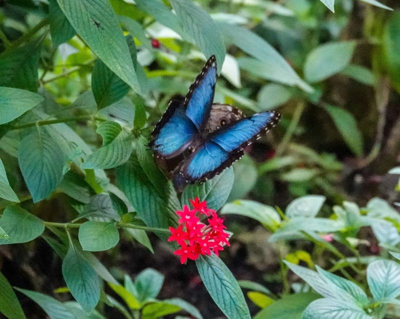 Wings of the Tropics: The Butterfly Conservatory