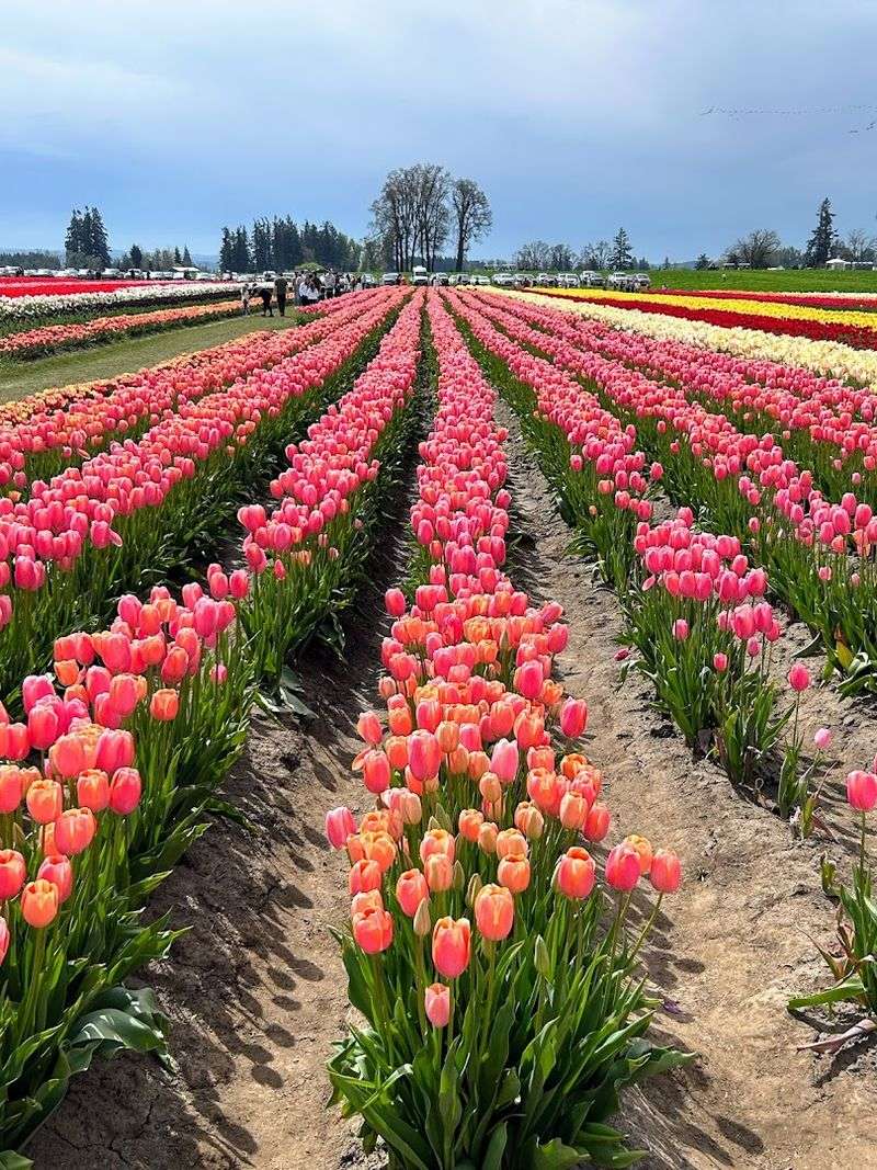 Wooden Shoe Tulip Farm — Woodburn, Oregon Wooden Shoe Tulip Farm — Woodburn, Oregon