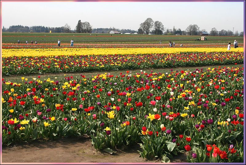 Wooden Shoe Tulip Festival — Woodburn, Oregon Wooden Shoe Tulip Festival — Woodburn, Oregon