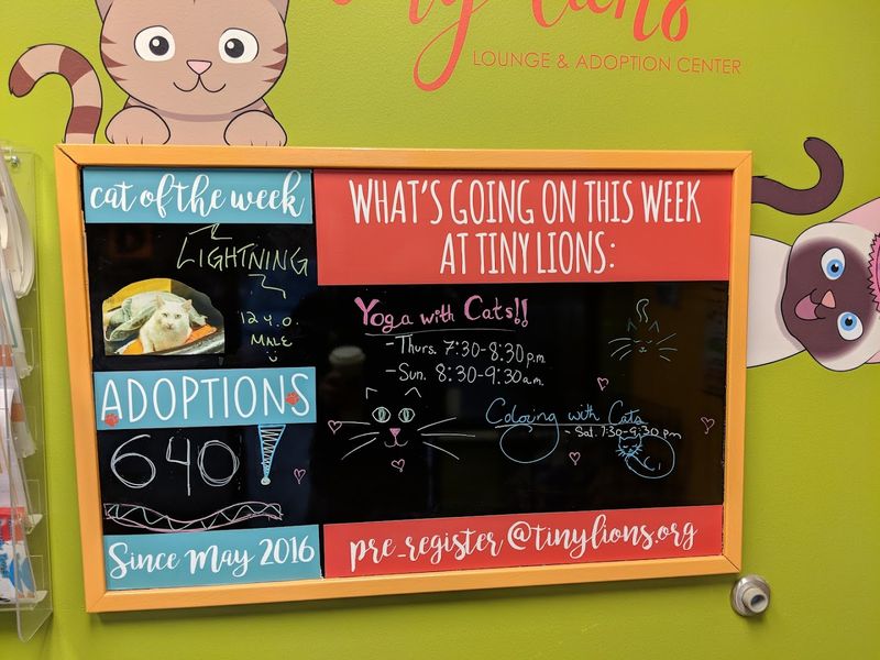 Yoga with Cats and the Events That Keep People Coming Back Yoga with Cats and the Events That Keep People Coming Back