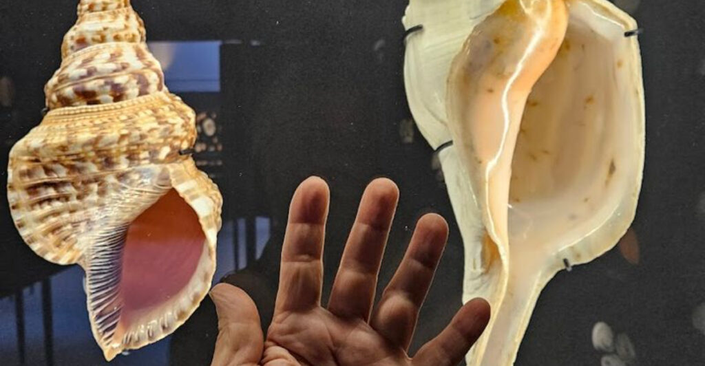 You’ll Find One of the World’s Best Shell Collections at This Florida Museum