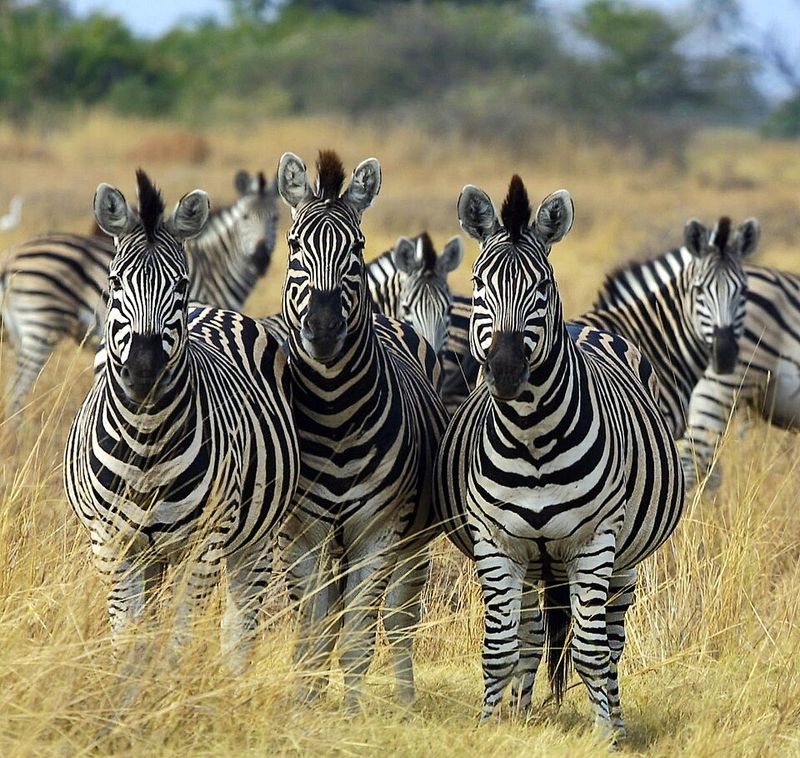 Zebra Migration, Botswana and Namibia
