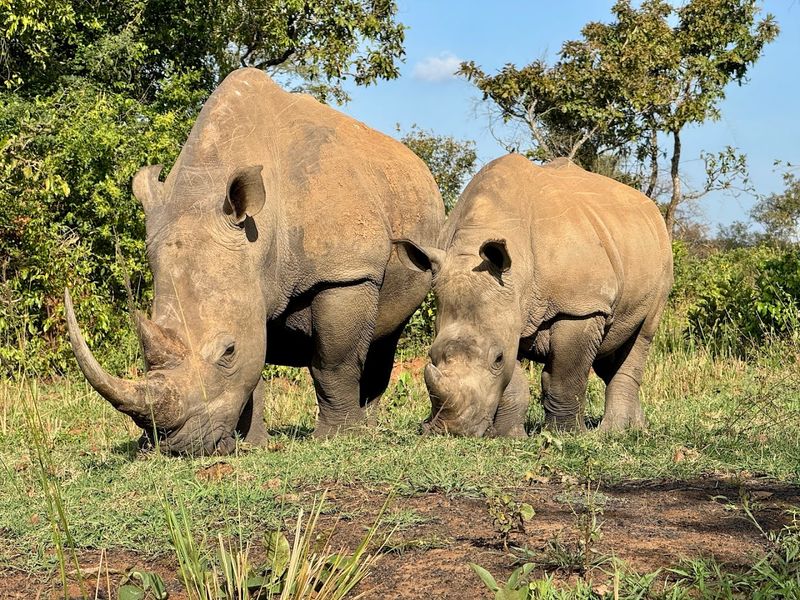 Ziwa Rhino Sanctuary, Nakasongola, Uganda