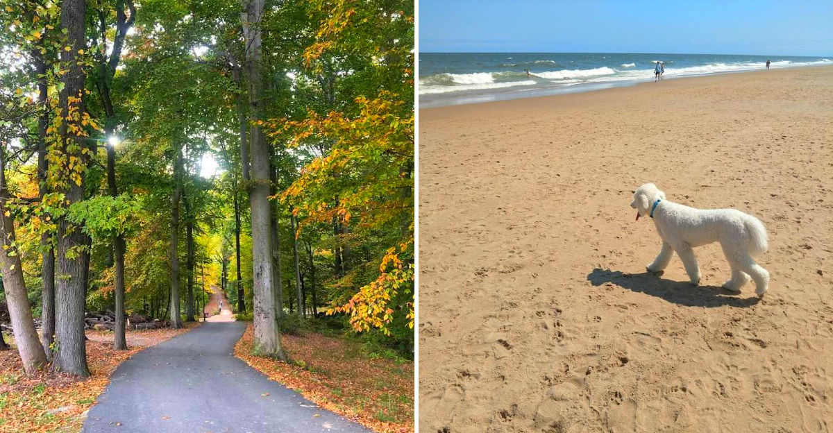 12 Delaware Dog-Friendly Beaches and Parks Pet Owners Will Love