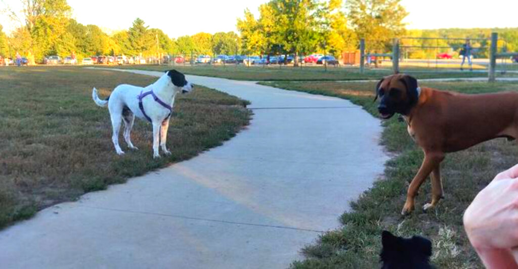 12 Kansas Dog-Friendly Parks and Trails Pet Owners Will Love