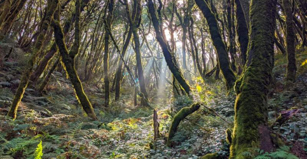 12 Unique Forest Regions Across Europe Filled With Legends