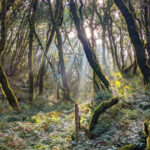 12 Unique Forest Regions Across Europe Filled With Legends