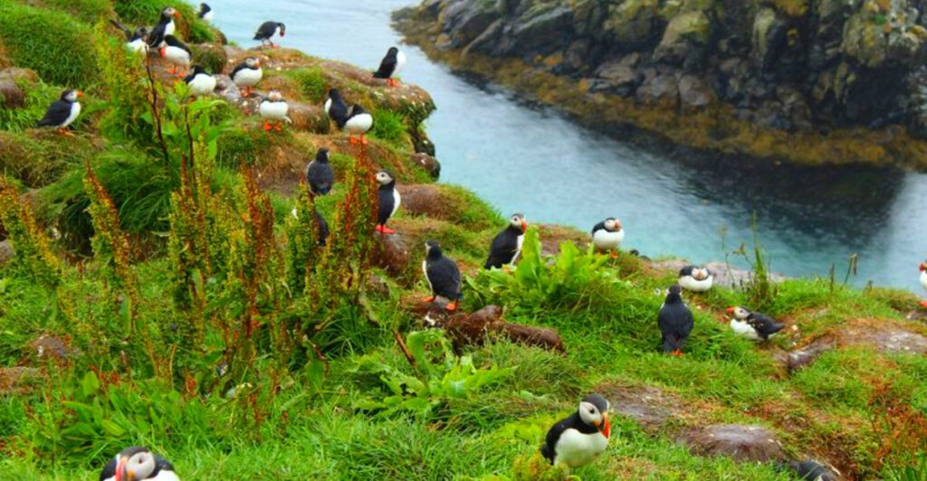 13 Best Coastal Areas for Seeing Puffins in the Wild