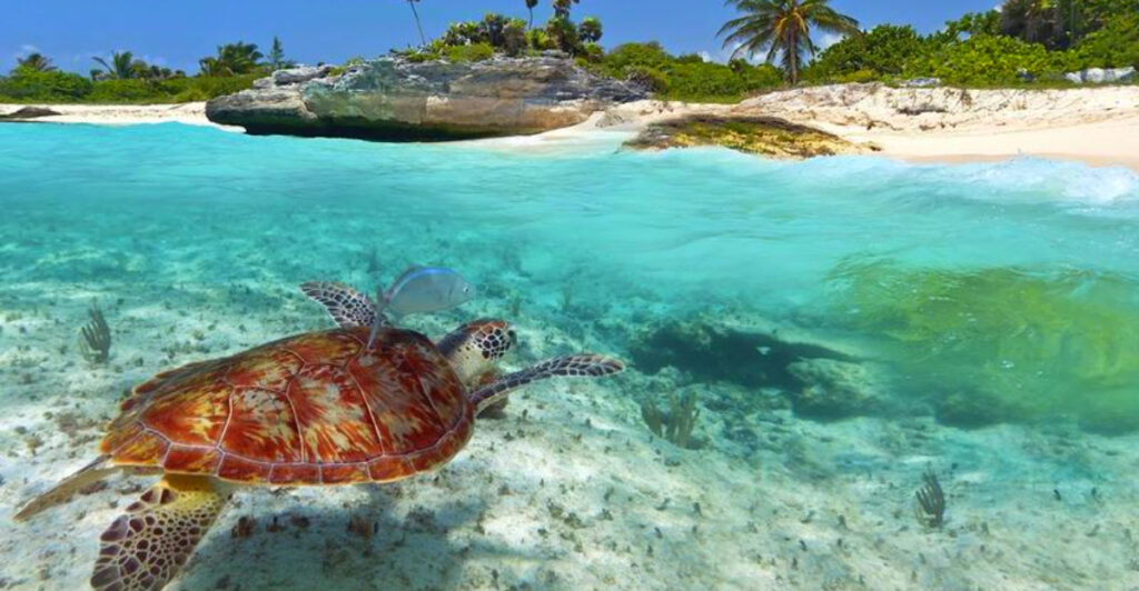 13 Coastal Towns Where Sea Turtles Return Every Year