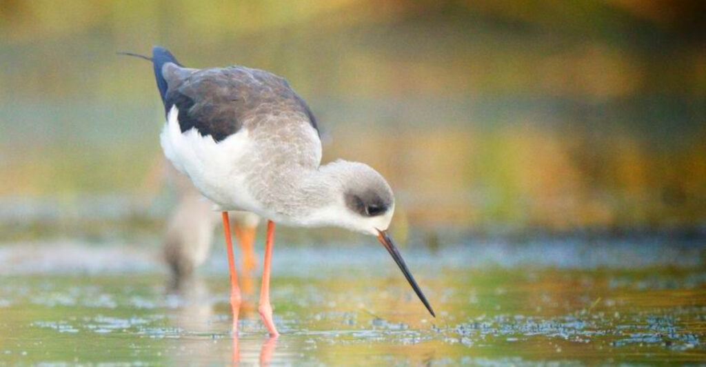 13 Hidden Wetland Regions Filled With Rare Birdlife