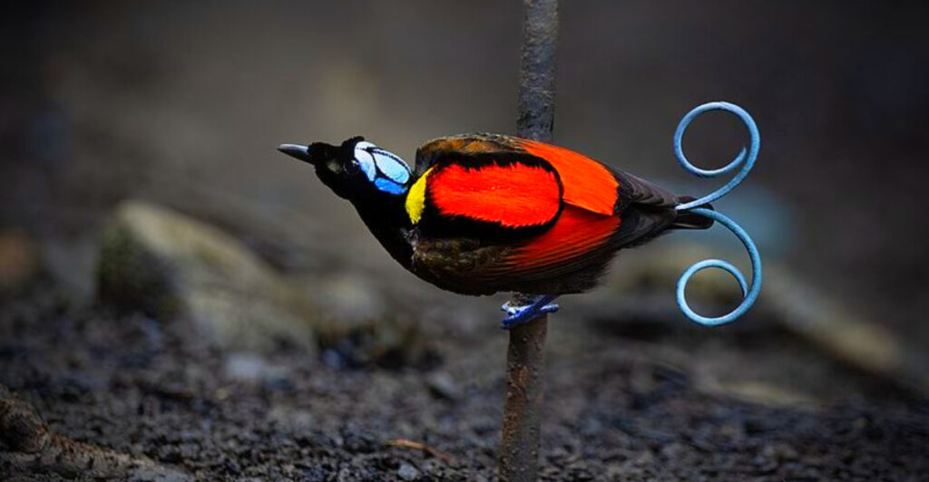 13 Rare Birds Birdwatchers Travel Across Continents to See